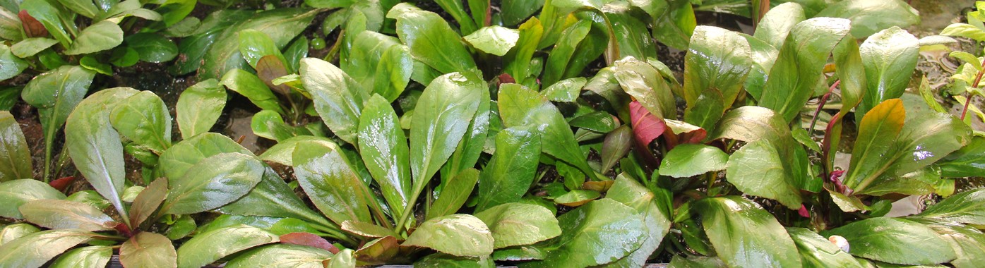 LOBELIA CARDINALIS DENNERLE PLANTS