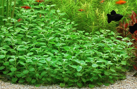 LOBELIA CARDINALIS MINI DENNERLE PLANTS