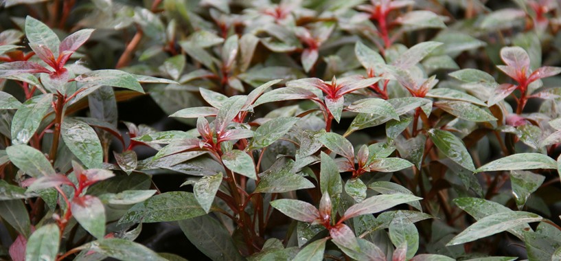 LUDWIGIA GLANDULOSA