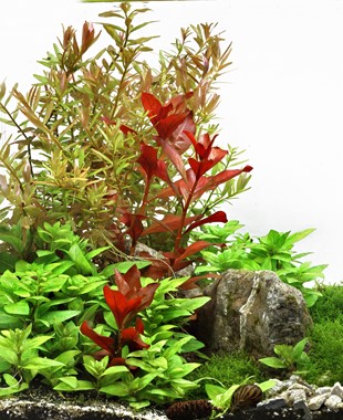 LUDWIGIA REPENS RUBIN DENNERLE PLANTS