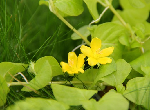 LYSIMACHIA NUMMULARIA AUREA DENNERLE PLANTS