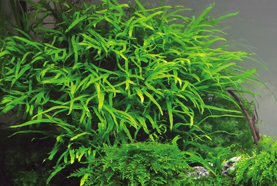 MICROSORUM PTEROPUS TRIDENT DENNERLE PLANTS