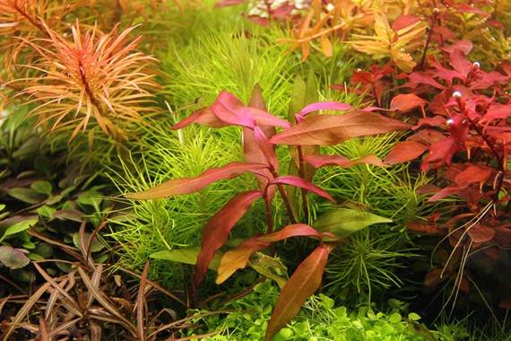 PERSICARIA SP. SAO PAULO DENNERLE PLANTS