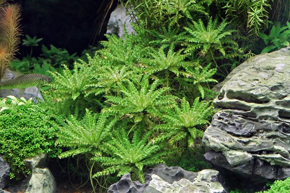 POGOSTEMON HELFERI DENNERLE PLANTS