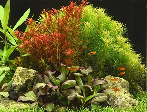 ROTALA ROTUNDIFOLIA DENNERLE PLANTS