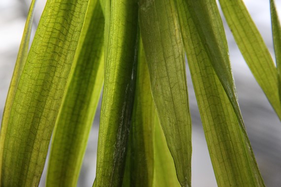 VALLISNERIA AUSTRALIS GIGANTEA DENNERLE PLANTS