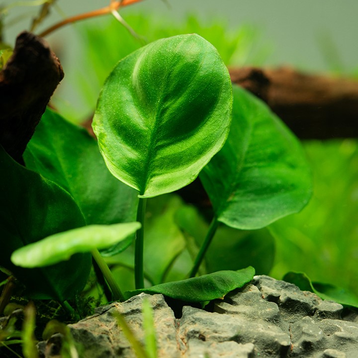 ANUBIAS BARTERI COIN LEAF TROPICA