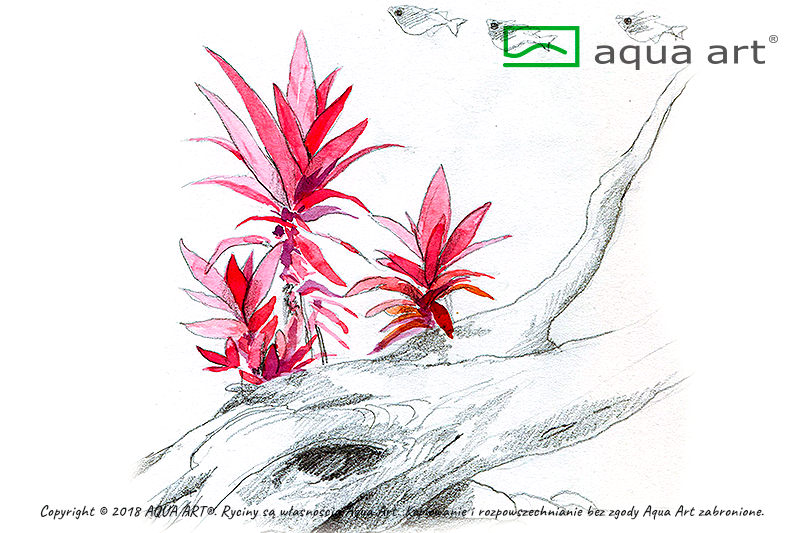 ALTERNANTHERA REINECKII PURPLE AQUA ART