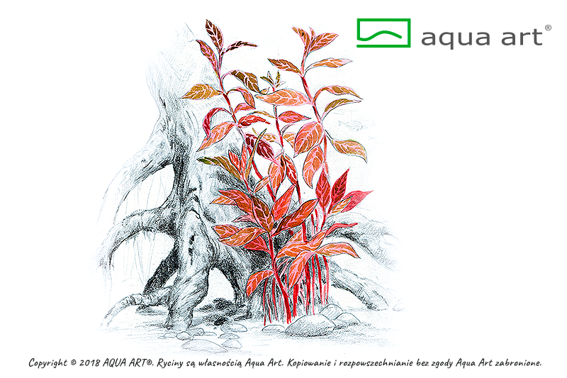 ALTERNANTHERA REINECKII ROSANERVIG AQUA ART