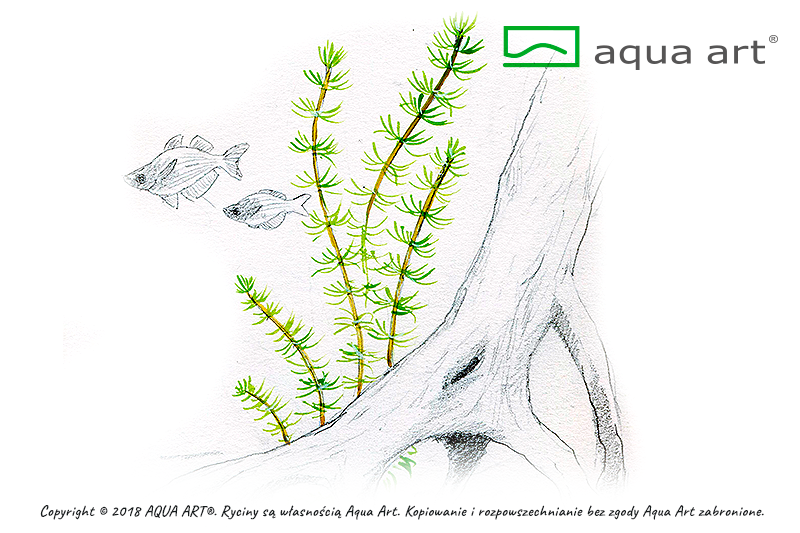 BACOPA MYRIOPHYLLOIDES AQUA ART