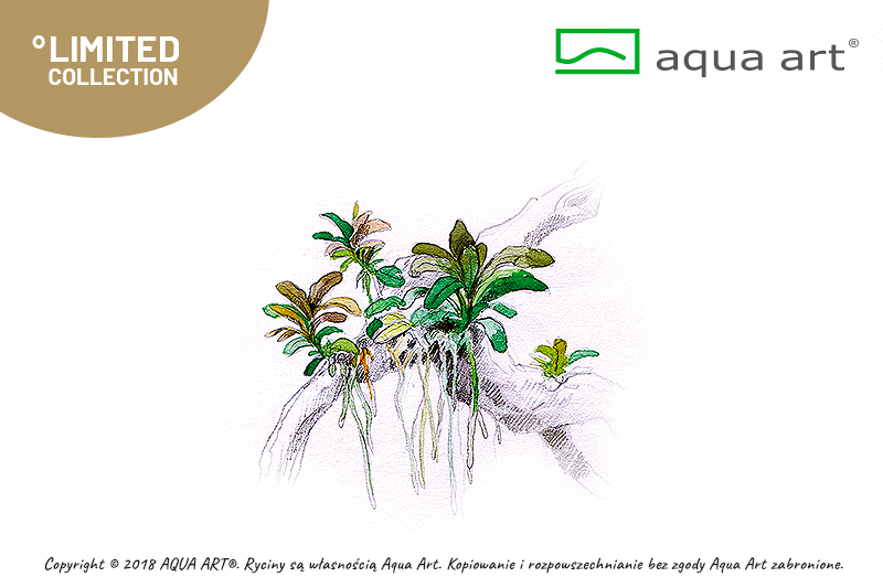 BUCEPHALANDRA SP.AQUA ARTICA AQUA ART