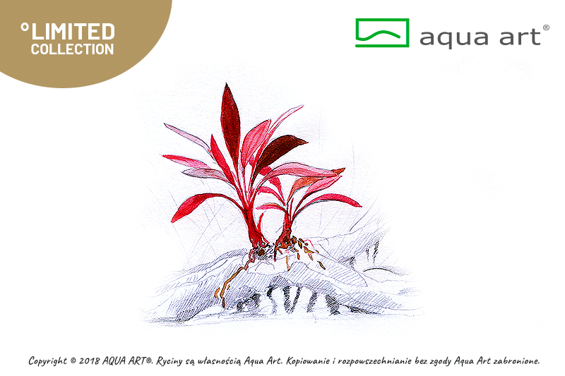 BUCEPHALANDRA SP.ULYSSES AQUA ART