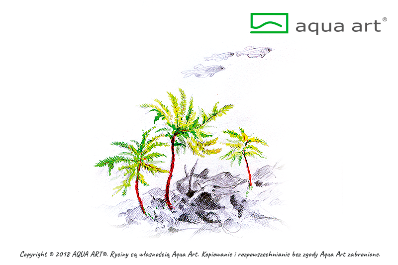 CLIMACIUM JAPONICUM