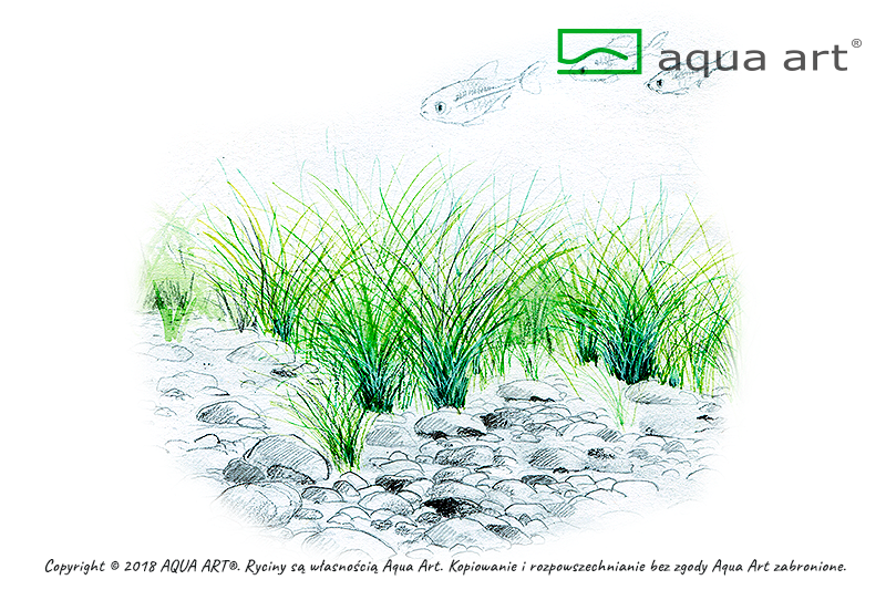 ELEOCHARIS PARVULA AQUA ART