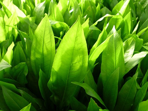 ECHINODORUS GRISEBACHII BLEHERAE DENNERLE PLANTS