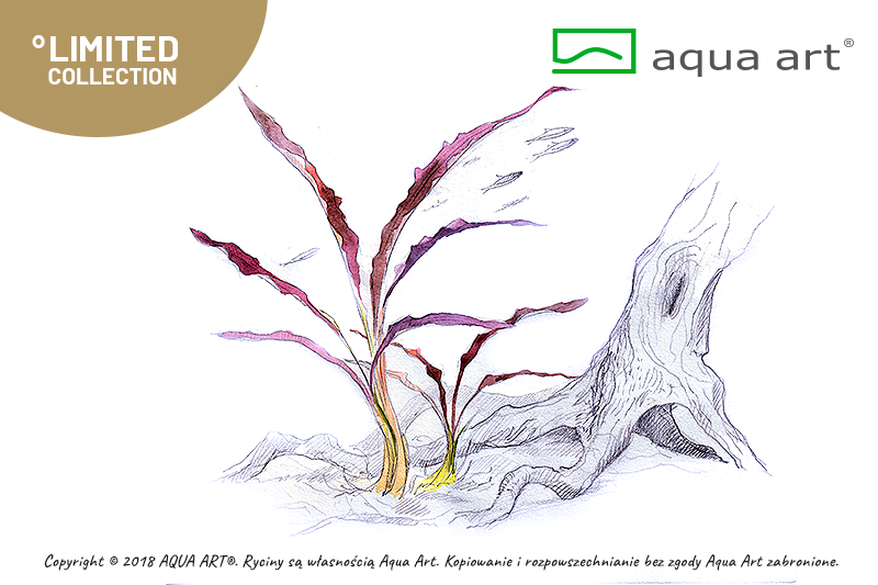 CRYPTOCORYNE SPIRALIS RED AQUA ART