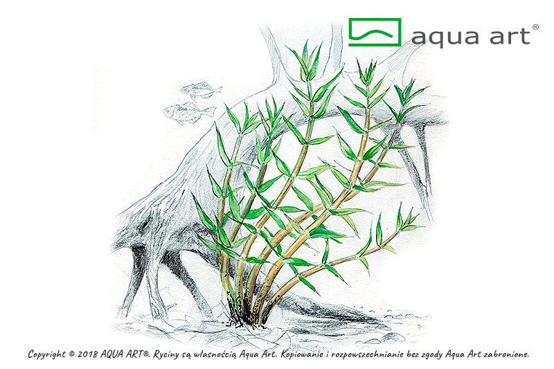 GRATIOLA VISCIDULA AQUA ART