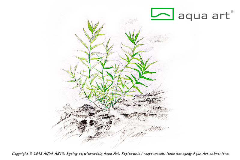 HETERANTHERA ZOSTERIFOLIA AQUA ART