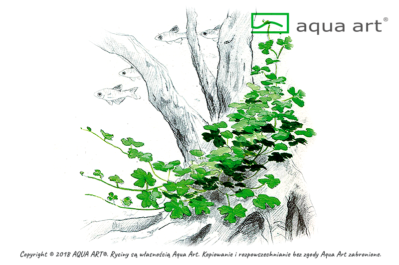 HYDROCOTYLE SP. JAPAN AQUA ART