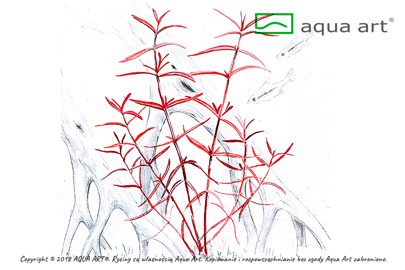 HYGROPHILA SP. ARAGUAIA