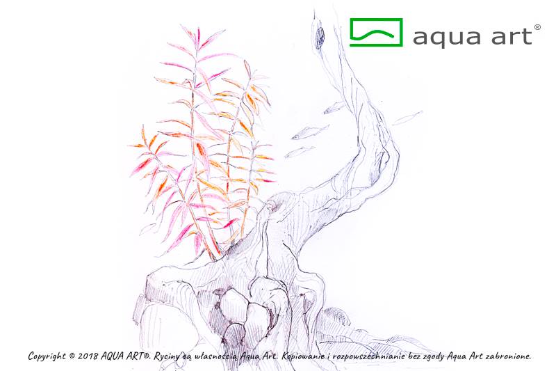 HYGROPHILA LANCEA CHAI AQUA ART