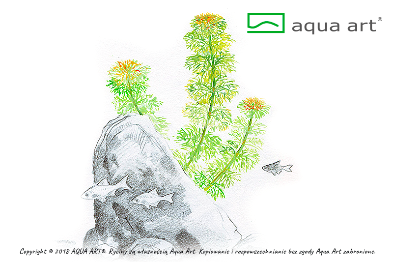 LIMNOPHILA SESSILIFLORA AQUA ART