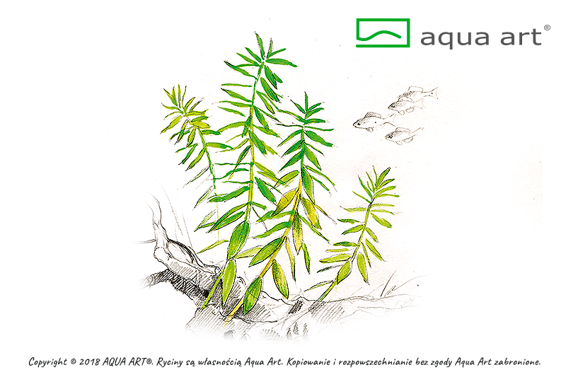 LIMNOPHILA SP. SCROPHULARIACEAE AQUA ART