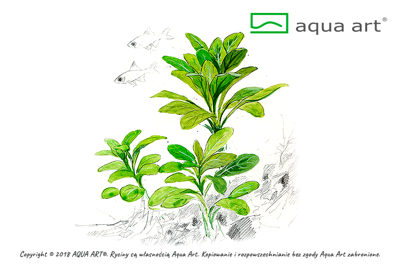 LOBELIA CARDINALIS AQUA ART