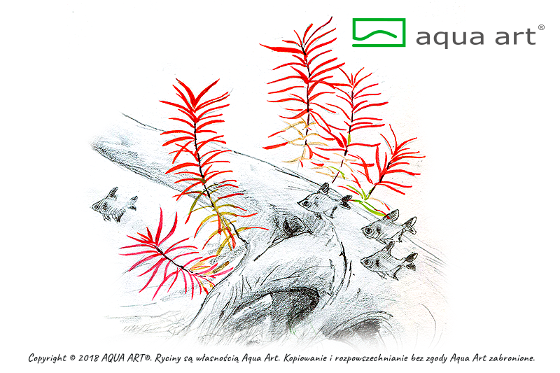 LUDWIGIA ARCUATA AQUA ART