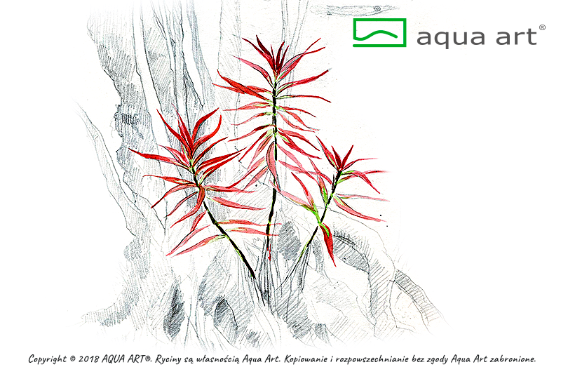 LUDWIGIA BREVIPES