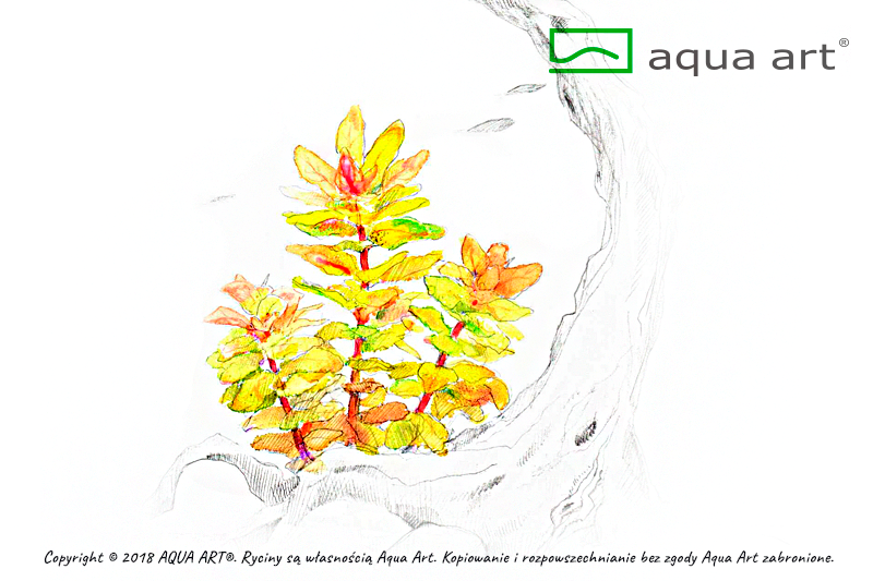 LUDWIGIA SPHAEROCARPA PILOSA AQUA ART