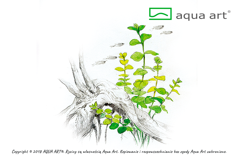 LYSIMACHIA NUMMULARIA AQUA ART