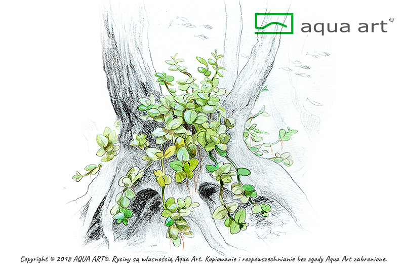 MICRANTHEMUM MONTE CARLO AQUA ART
