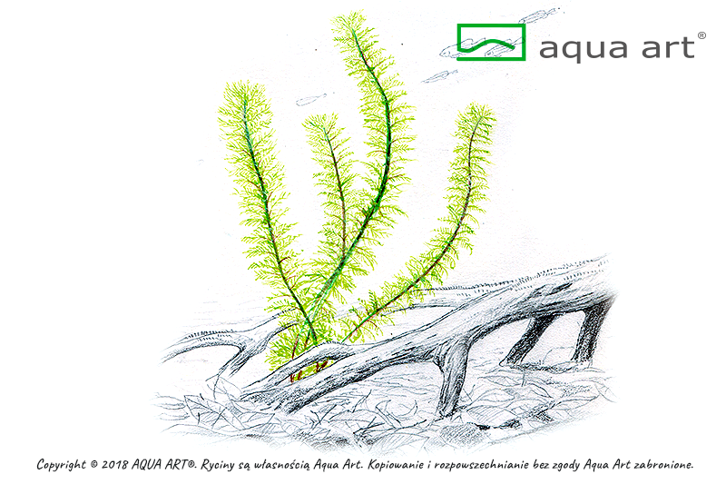 MYRIOPHYLLUM SP. GUYANA AQUA ART