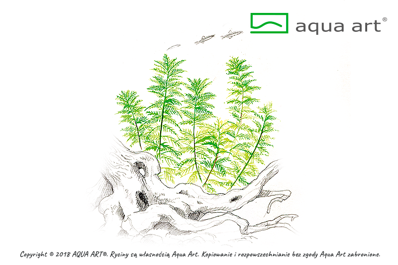 MYRIOPHYLLUM MATTOGROSSENSE
