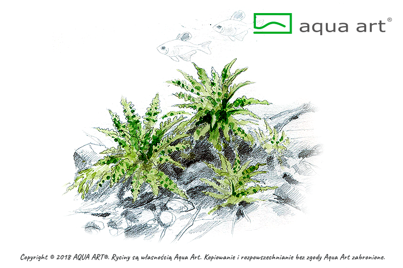 POGOSTEMON HELFERI AQUA ART