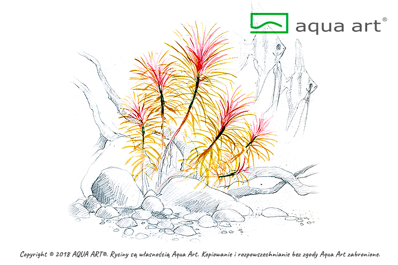POGOSTEMON STELLATUS