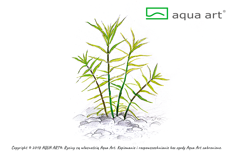 POGOSTEMON YATABEANUS AQUA ART