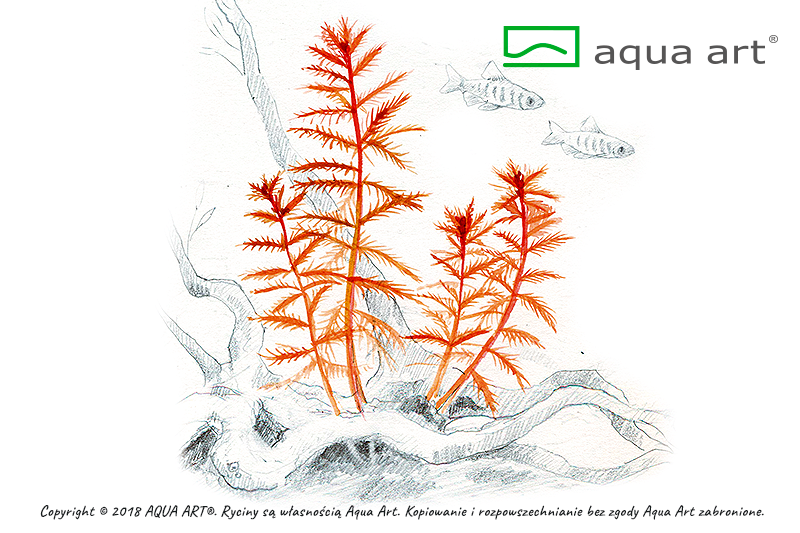 PROSERPINACA PALUSTRIS AQUA ART