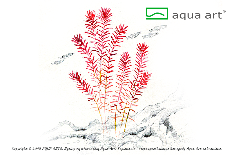 ROTALA ROTUNDIFOLIA AQUA ART