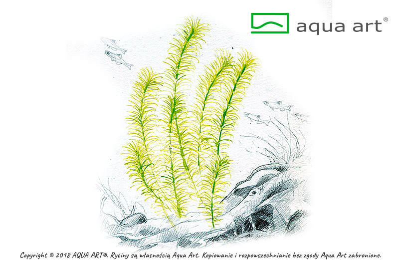 ROTALA SP. NANJENSHAN AQUA ART