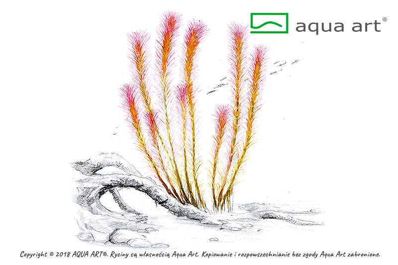 ROTALA WALLICHII AQUA ART