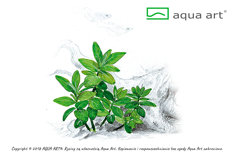 STAUROGYNE REPENS AQUA ART
