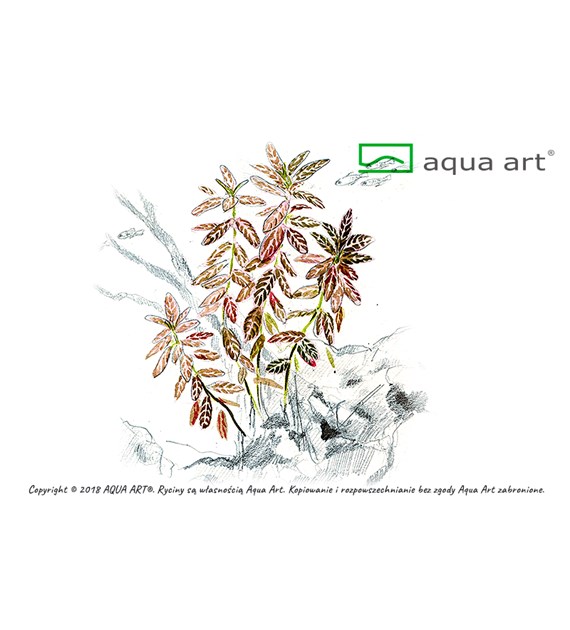 HYGROPHILA POLYSPERMA SUNSET