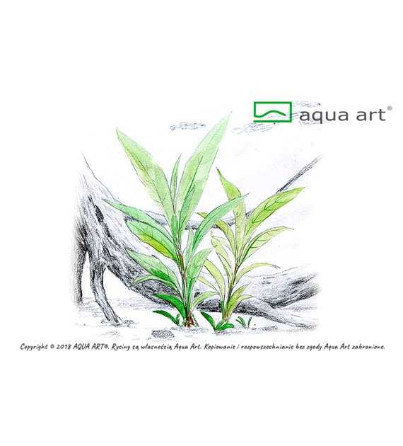 HYGROPHILA sp.SIAMENSIS AQUA ART