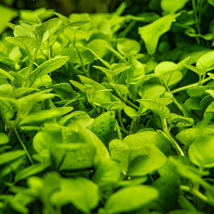 HYGROPHILA SERPYLLUM TROPICA