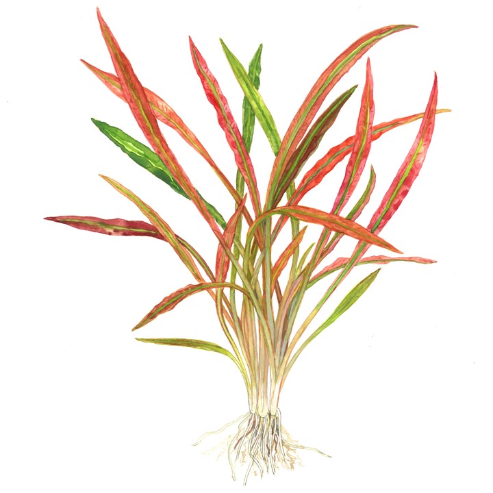 CRYPTOCORYNE SPIRALIS RED TROPICA