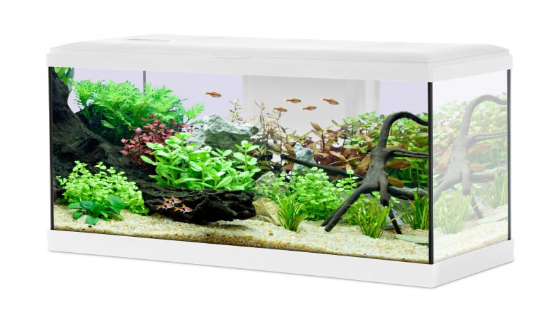 TANA 60 LED BIANCO ZOLUX