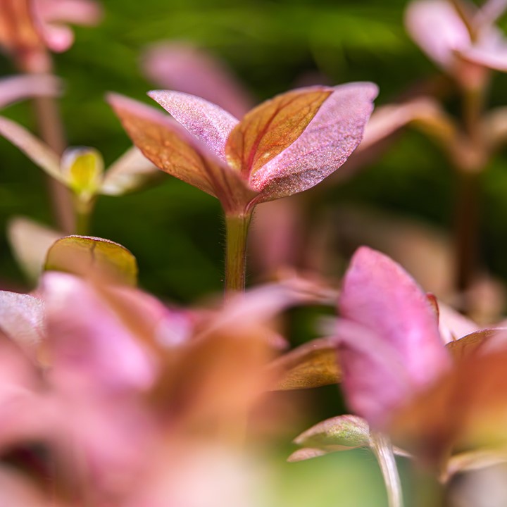 BACOPA SALZMANNI PURPLE