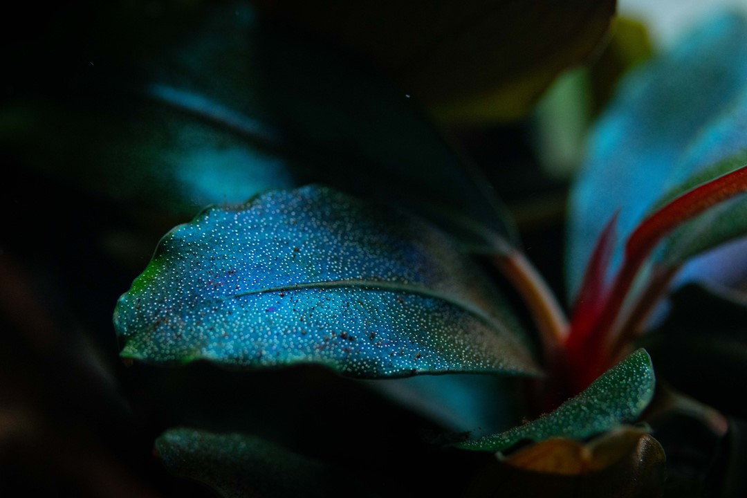 BUCEPHALANDRA SORDIDULA BLUE TROPICA